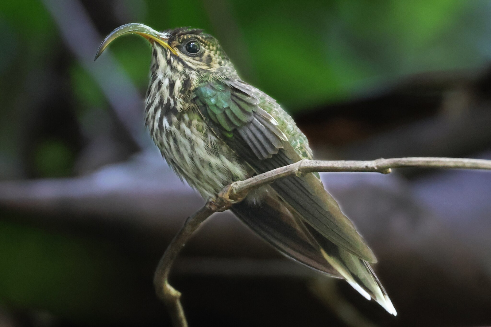 image White-tipped Sicklebill